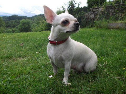 Furiana du Domaine San Sébastian