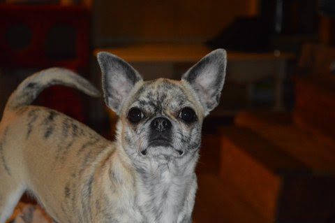 Indy De La Doguamania
